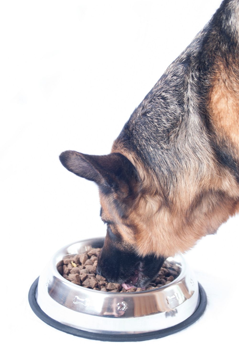 Schäferhund Ernährung und Futter So bleibt Ihr Hund gesund
