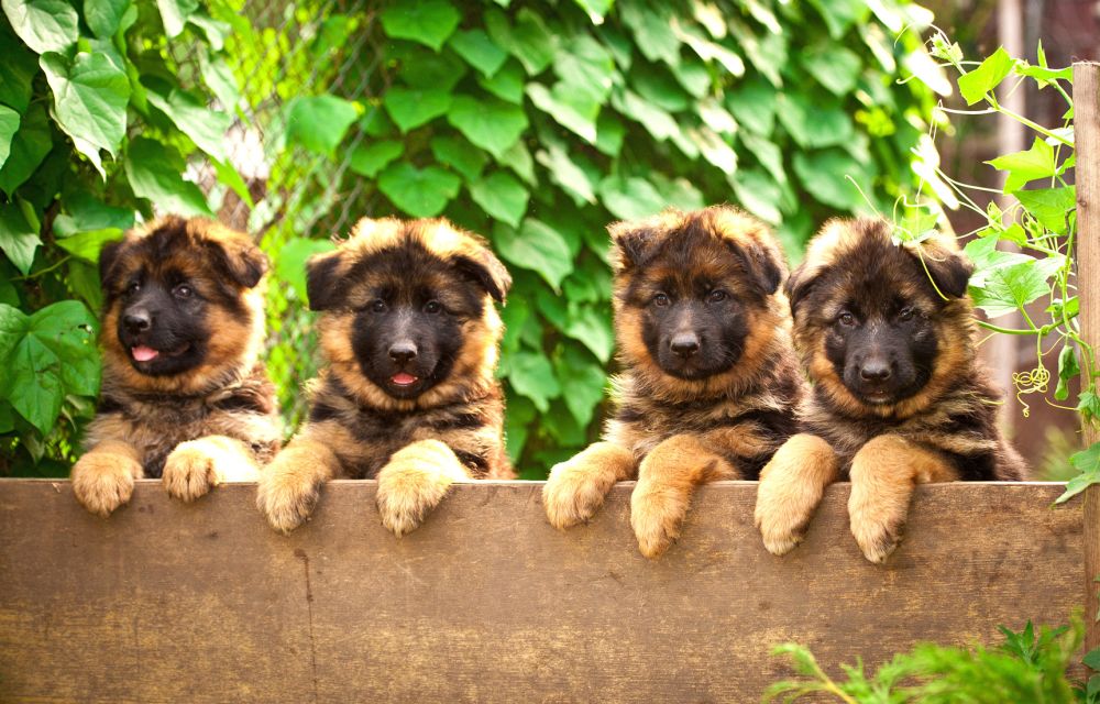 Schäferhund Welpen Schaeferhundseite.de