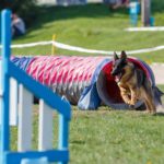 Der Schäferhund will beschäftigt werden. Als Arbeitshund sollte man viel mit seinem Hund unternehmen.