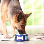 Schäferhund Futter und Ernährung - Welches Futter ist gesund?