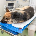 Was sind typische Schäferhund Krankheiten/Erbkrankheiten?