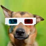 Coole und spannende Videos zum deutschen Schäferhund.