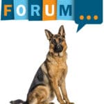 Schäferhund Forum - Fragen und Antworten zum Schäferhund