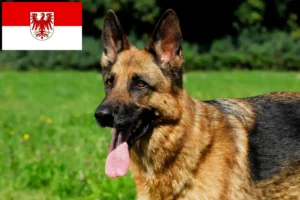 Mehr über den Artikel erfahren Schäferhund Züchter und Welpen in Brandenburg