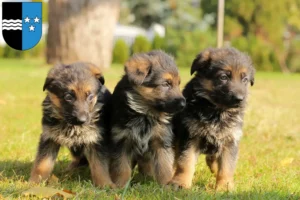 Mehr über den Artikel erfahren Schäferhund Züchter und Welpen in Aargau