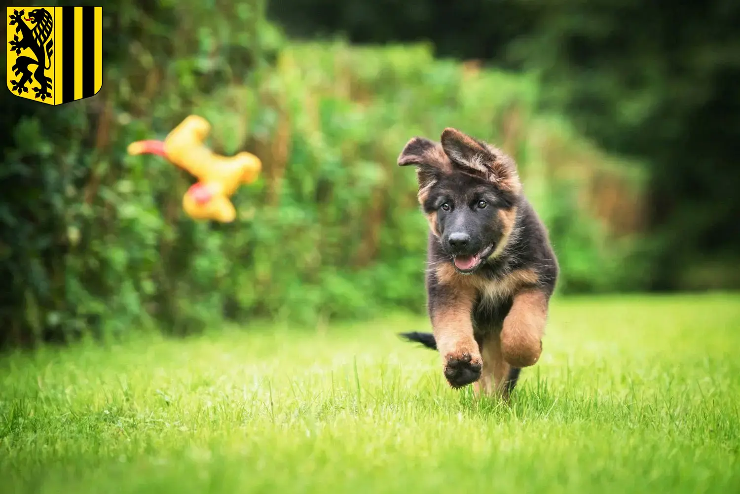 Schäferhund Züchter und Welpen in Dresden - Schaeferhundseite.de