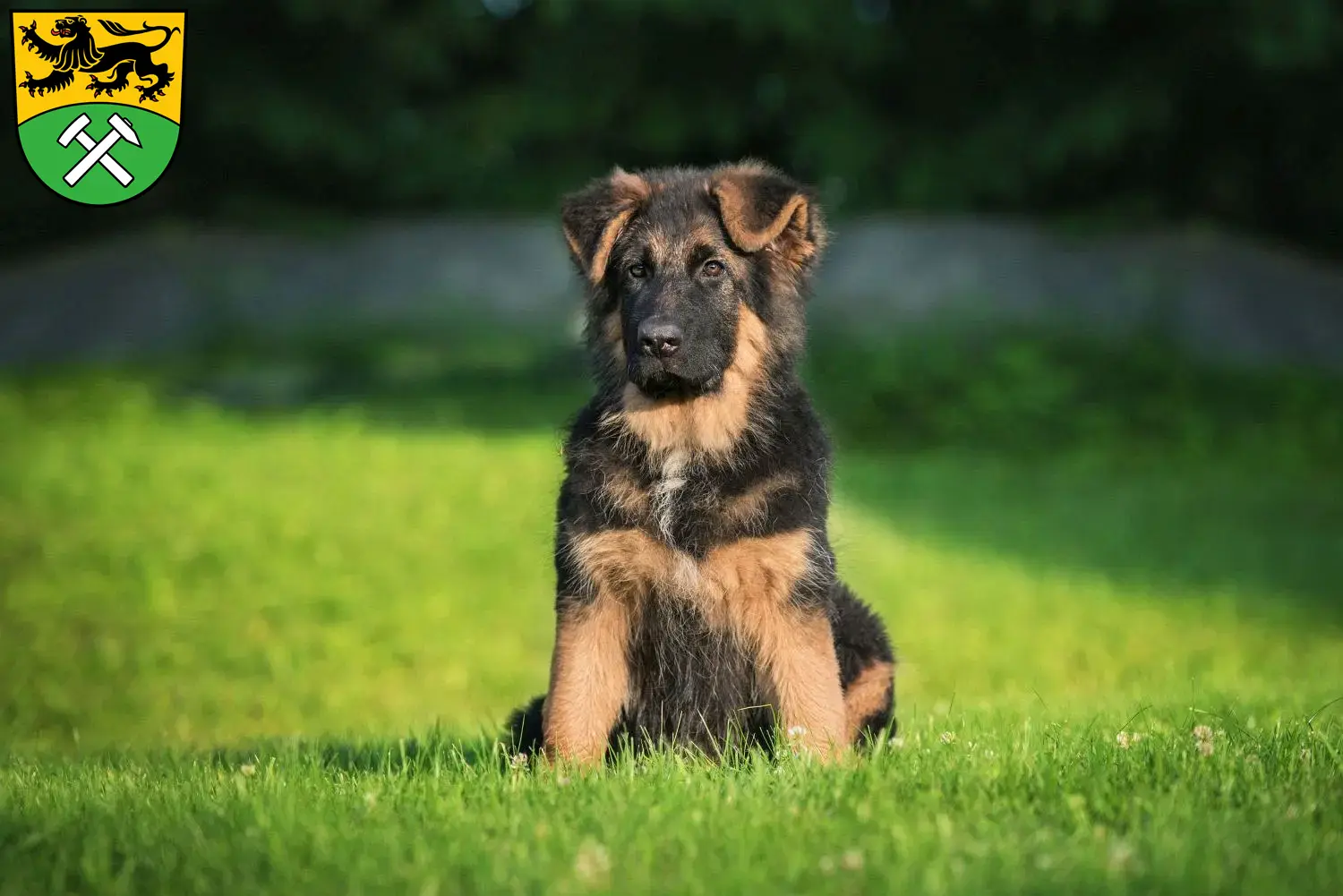 Schäferhund Züchter und Welpen im Erzgebirge - Schaeferhundseite.de