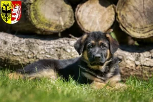 Mehr über den Artikel erfahren Schäferhund Züchter und Welpen in Görlitz