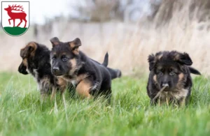 Mehr über den Artikel erfahren Schäferhund Züchter und Welpen in Herzberg (Elster)