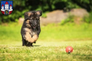 Mehr über den Artikel erfahren Schäferhund Züchter und Welpen in Jever