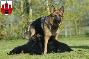 Mehr über den Artikel erfahren Schäferhund Züchter und Welpen in Köthen (Anhalt)
