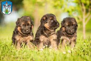 Mehr über den Artikel erfahren Schäferhund Züchter und Welpen in Meiningen