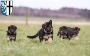 Mehr über den Artikel erfahren Schäferhund Züchter und Welpen in Meschede