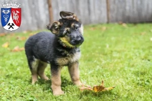 Mehr über den Artikel erfahren Schäferhund Züchter und Welpen in Oberhausen