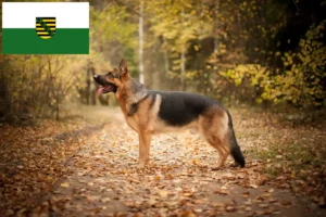 Mehr über den Artikel erfahren Schäferhund Züchter und Welpen in Sachsen