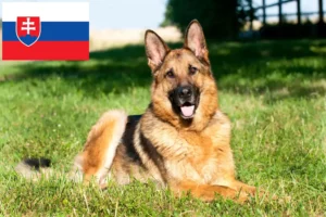 Mehr über den Artikel erfahren Schäferhund Züchter und Welpen in der Slowakei