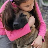 MALI - 2 1/2 Jahre alt - Malinois - sucht sein Zuhause für immer