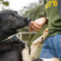 Pötyi2 - wartet mehr als 2 Jahre, 4 Jahre, mittelgroß, katzen - und hundeverträglich