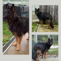 Chuck - Altdeutscher Schäferhund sucht neues Zuhause