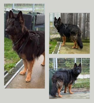 Chuck - Altdeutscher Schäferhund sucht neues Zuhause