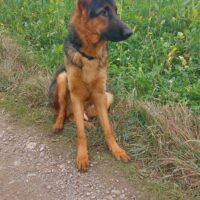 TIMO, wunderschönen Deutscher Schäferhund Welpen, 8 Monate alt, sucht neues Zuhause