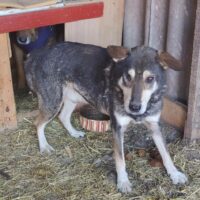 SAM - möchte endlich in ein Zuhause reisen