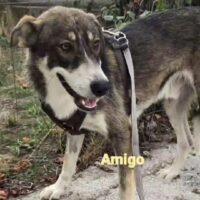 AMIGO