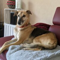 Rusty - Schäferhund/Galgo Mix in 52477 Alsdorf - Sucht ganz dringend!