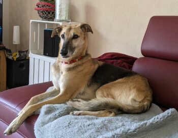 Rusty - Schäferhund/Galgo Mix in 52477 Alsdorf - Sucht ganz dringend!