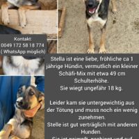 Stella ca. 1 Jahr vermutlich kleiner Schäferhund-Mix sucht ihr für immer zu Hause