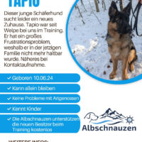 Schäferhund-Mischling Tapio