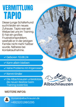 Schäferhund-Mischling Tapio