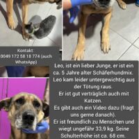 Leo ca. 5 Jahre Schäferhund-Mix sucht sein für Immer zu Hause