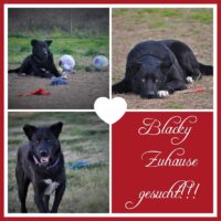 Blacky sucht ein Zuhause oder eine Pflegestelle