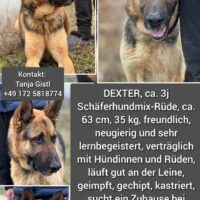 Dexter ca. 3 Jahre, lernbegeistert, neugierig und menschenbezogen sucht sein für immer zu Hause!