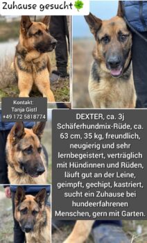 Dexter ca. 3 Jahre, lernbegeistert, neugierig und menschenbezogen sucht sein für immer zu Hause!