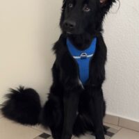 Neues Jahr, neues Glück? Bodhi aus 67489 Kirrweiler sucht neues Zuhause