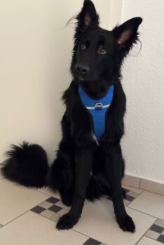 Neues Jahr, neues Glück? Bodhi aus 67489 Kirrweiler sucht neues Zuhause